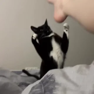🥊
