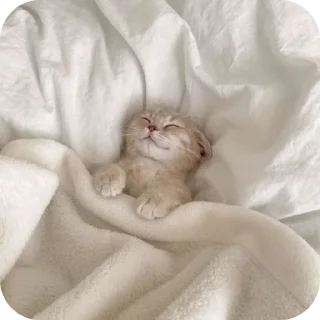 🐱