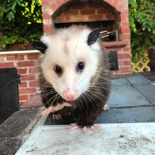 🖐