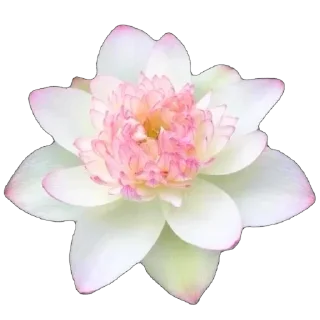 🌸
