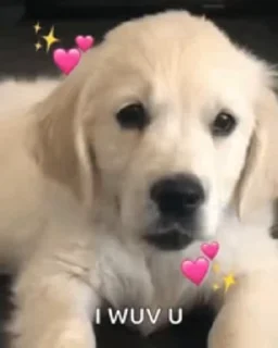 🐶