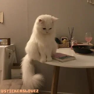 🐈