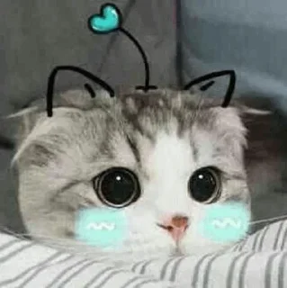 🐾