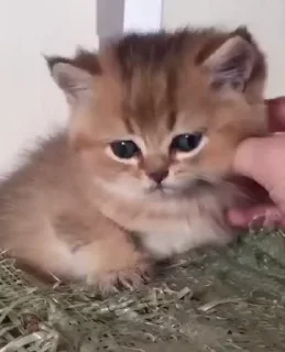 😻