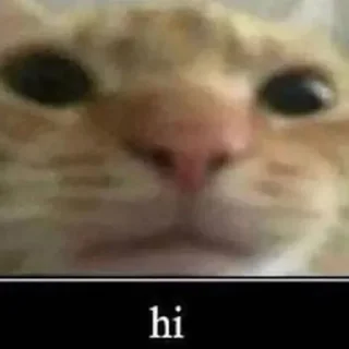 🐱