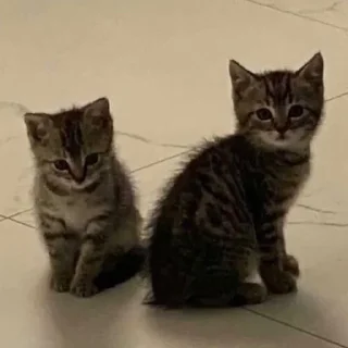 ✨