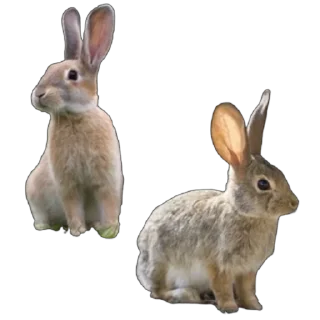 🐰