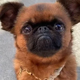 🥺