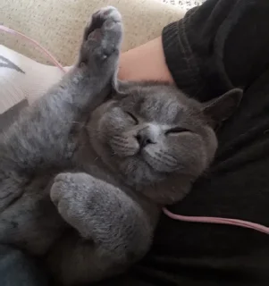 🐰