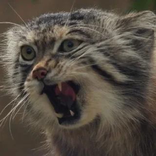 😠