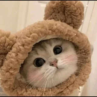 😼