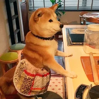 🐶