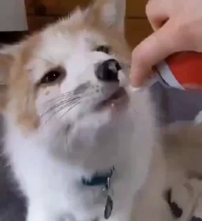 😋