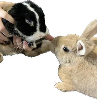 🐰