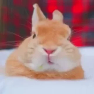 🥛