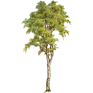 🌳