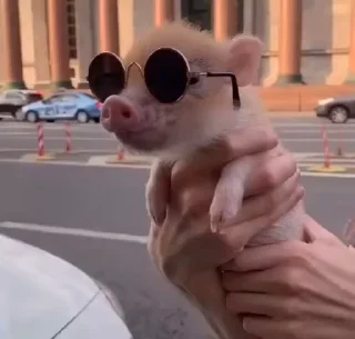🐷