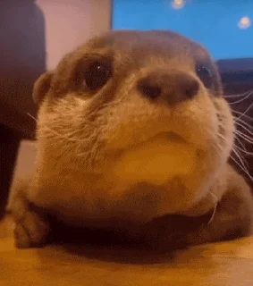 🥺