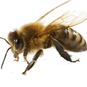 🐝