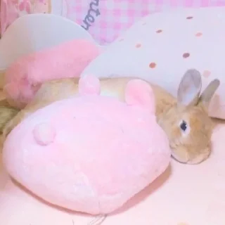 🐰