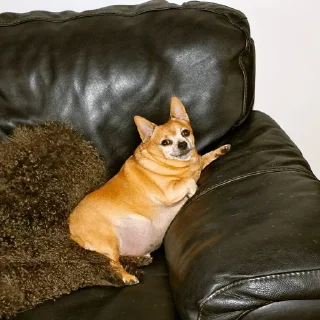 🐕