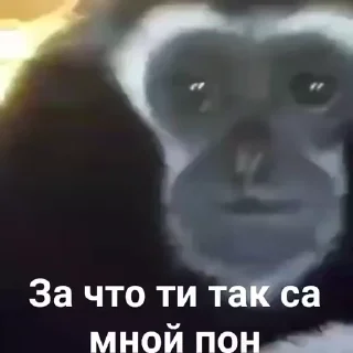 🐒