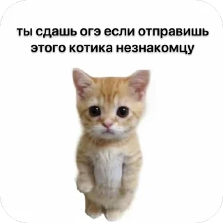 🐱