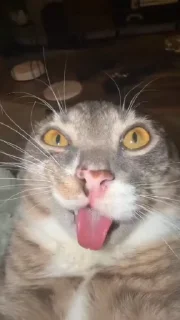 🌟