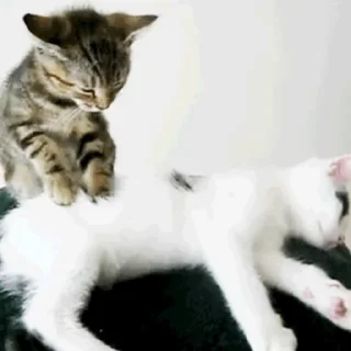 🐱