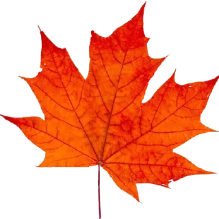 🍁