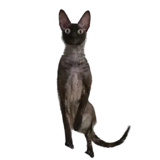 🤪