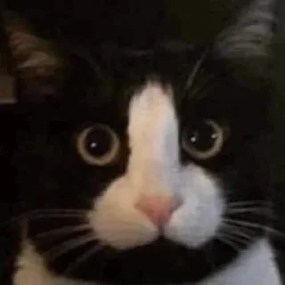 🍆