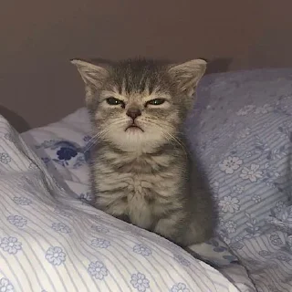 🥺