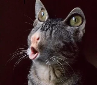 🐱