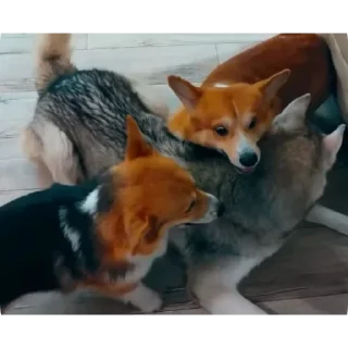 🐶