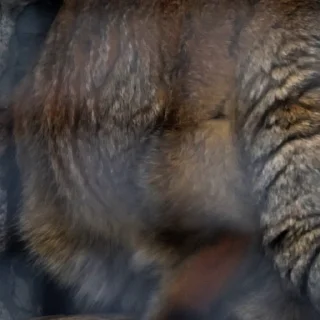 🐾