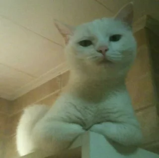 🐈