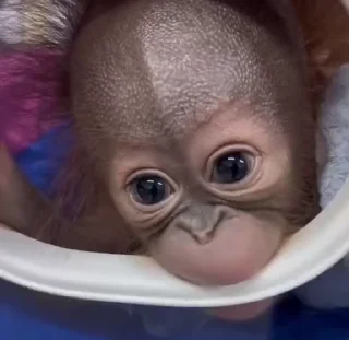 🐒