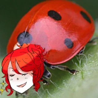 🐞