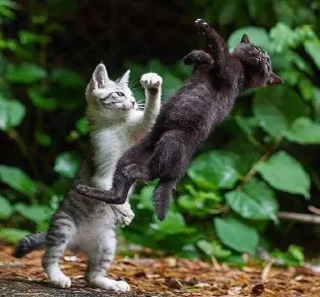 👊