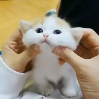 😺
