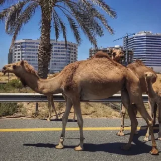 🐫
