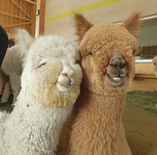 😁