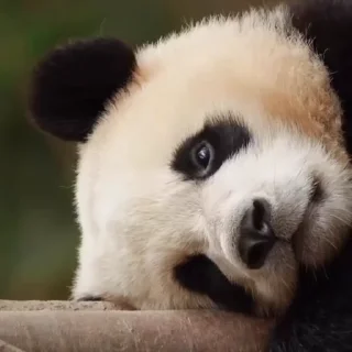 🫠