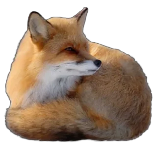 🦊