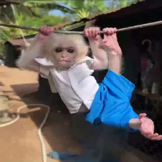 🌴