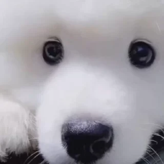 🤍