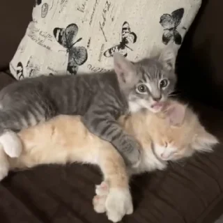 👹