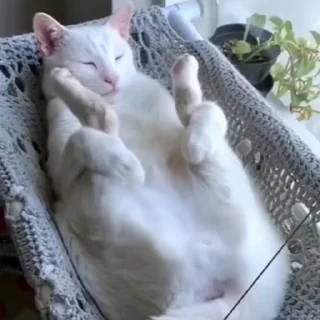 🐈