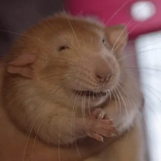 Крыски для переписки @betsy_cat13